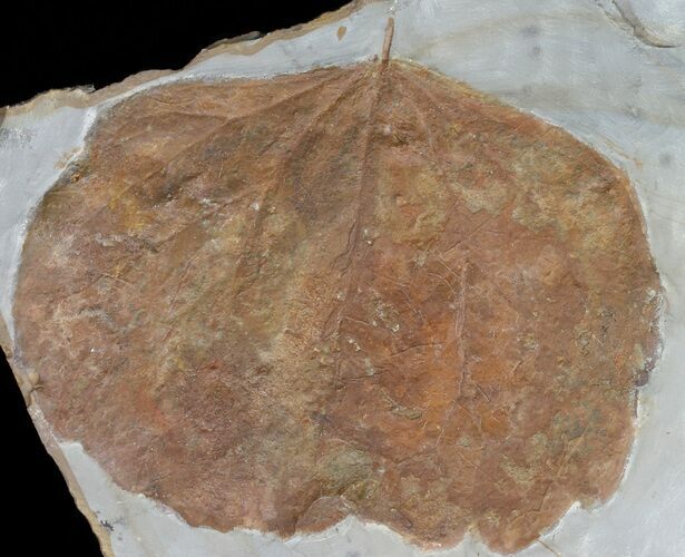 Detailed Fossil Leaf (Zizyphoides) - Montana #56685